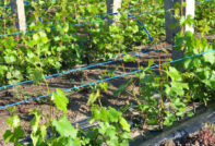 Жълтъчна жартиера