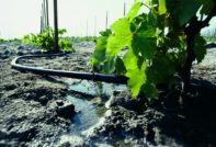 Поливане на грозде