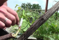 Присаждане на грозде