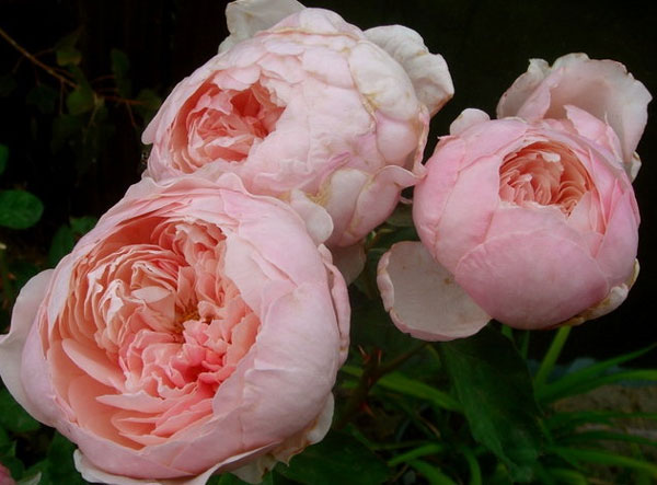 english garden roses
