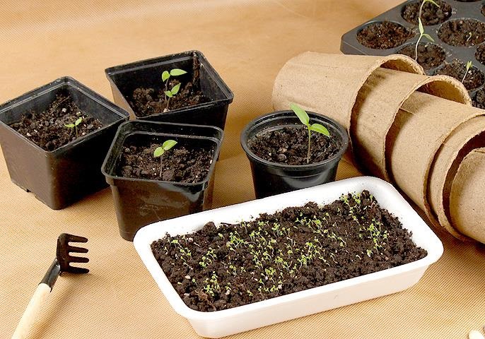 семена с aliexpress