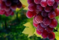 Сенатор на гроздето