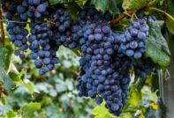 синьо грозде