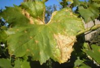 болести по гроздето