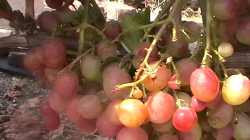 Гроздов храст Дашун