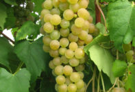 Nho Bianca