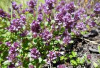 Com es cultiva la farigola de llimona: cultiu a l’aire lliure, plantació i cura, foto