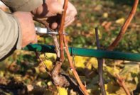 падат грижи