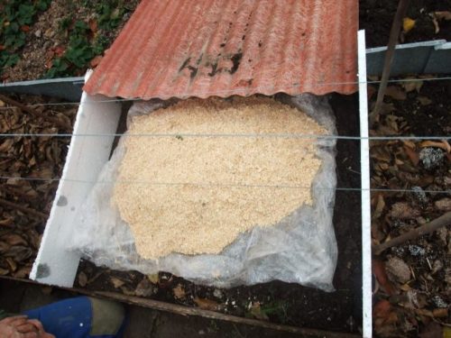 che chở nho với mùn cưa cho mùa đông