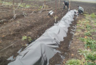 подслон за грозде за зимата