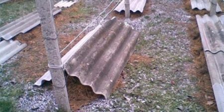 Nơi trú ngụ của nho