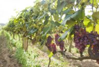 Засаждане на грозде през пролетта