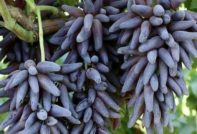 Грозде вещица пръсти