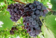 сорт грозде Кардинал