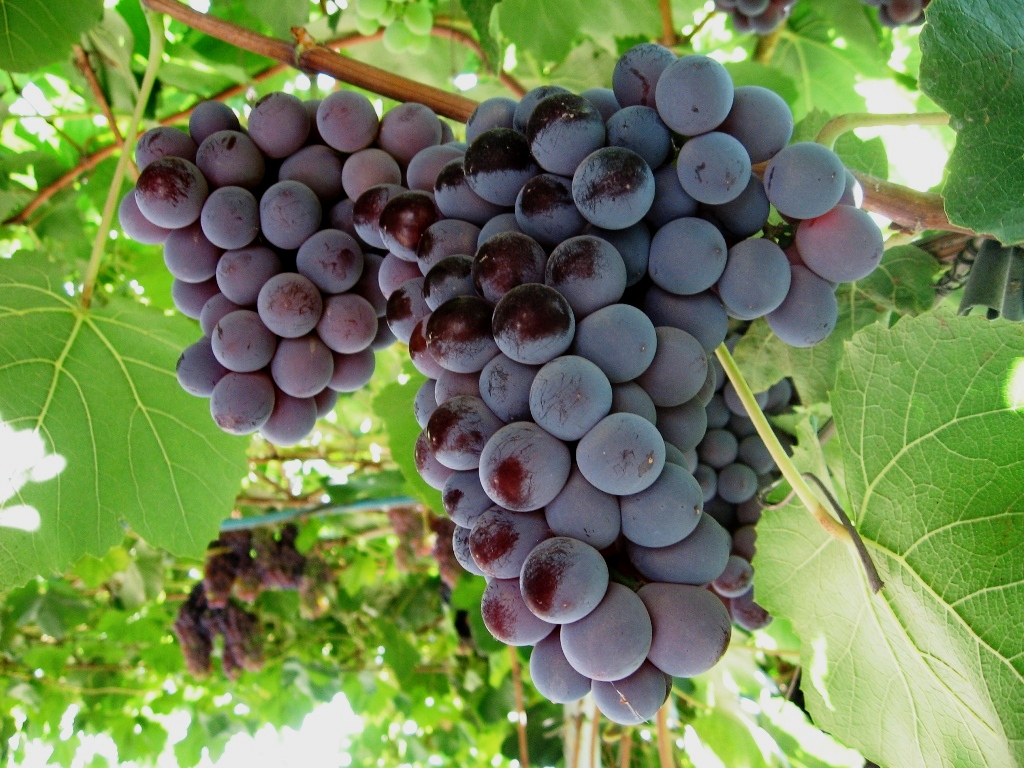 сорт грозде Кардинал