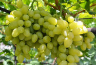 Бажен грозде