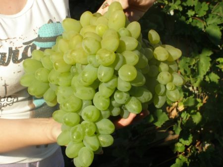 Голямо грозде