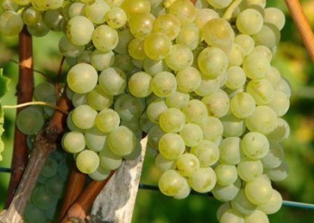 Грозде Бианка