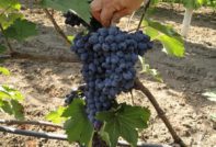 Гроздето на Чарли