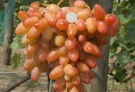 Гроздов диксон