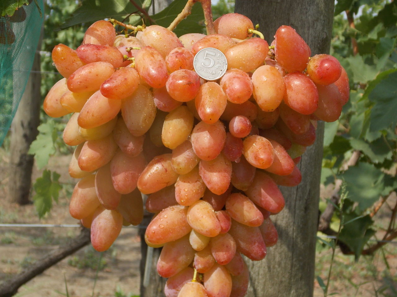 Гроздов диксон