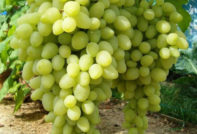 Гроздето дългоочаквано
