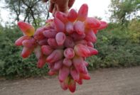 Грозде Dubovsky Pink