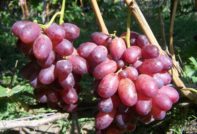 Дузина грозде