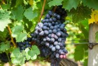 сорт грозде фурор