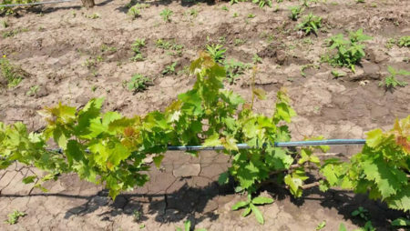 Druiven Buffet landbouwtechnologie