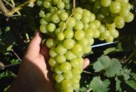 Гълбена Ноу грозде