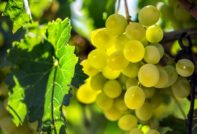 Харолд Грозде