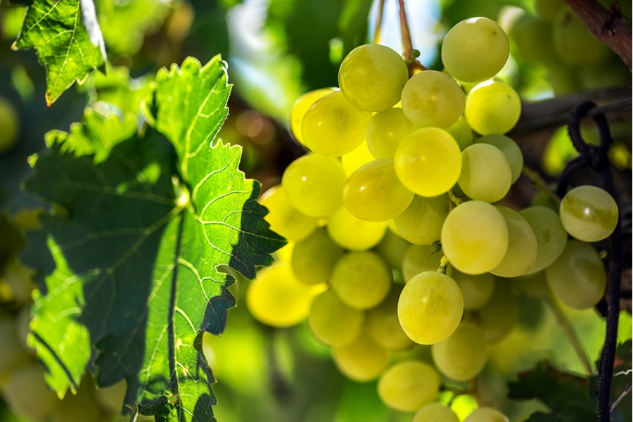 Харолд Грозде