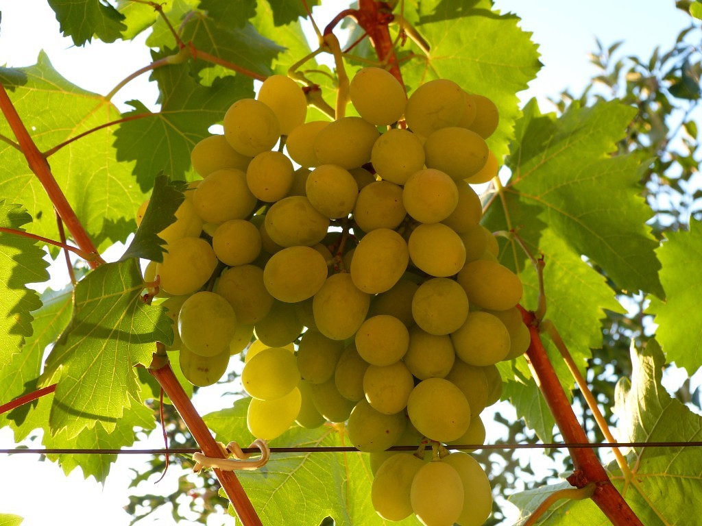 Сорт грозде