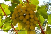 Грозде Ланцелот