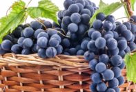 Грозде Молдова