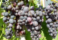 Грозде Муромец