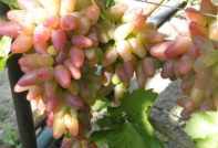 Оригинално грозде