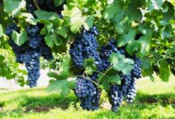 Пино ноар грозде