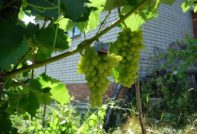 Плевенско грозде