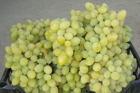 Плевен индийско орехче