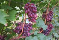 Грозде Ризамат