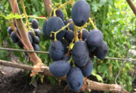 Грозде ромбично