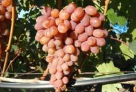 Сорт грозде Румба