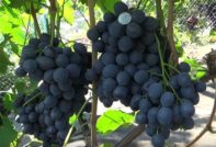 Сфинкс грозде