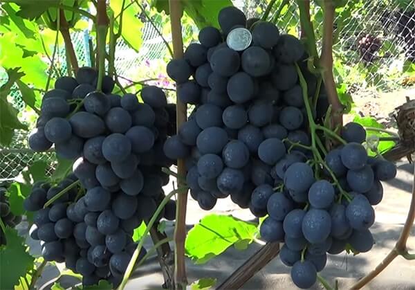 Сфинкс грозде