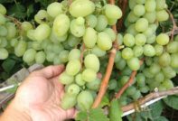 Грозде Галахад