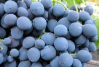 Грозде Страшенски