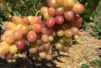 Tason сорт грозде