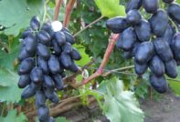 Голямо грозде